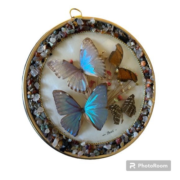 Vintage Butterfly Taxidermy Round Art- Brazil Gem stones home decor